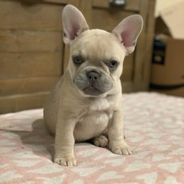 Mona Lisa (aka Gigi) - French Bulldog puppy in Fredericksburg, Texas from Frenchiebred