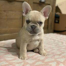 Mona Lisa (aka Gigi) - French Bulldog puppy in Fredericksburg, Texas from Frenchiebred