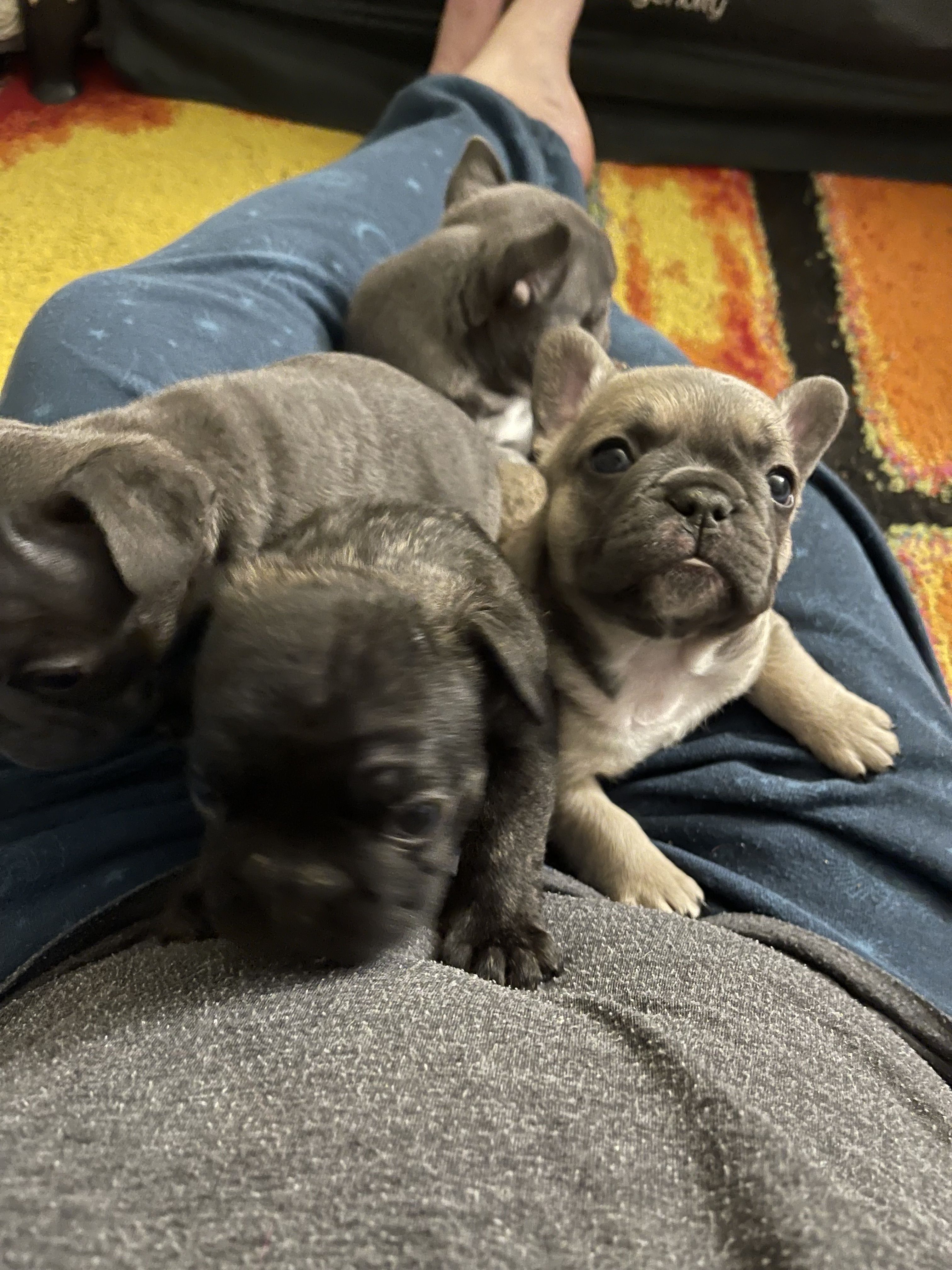 Grayscale Frenchies in Virginia | French Bulldog puppies | Good Dog