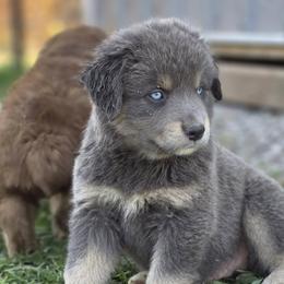 Aussiedoodles, Australian Shepherds, and Poodles from Barefoot Kennel