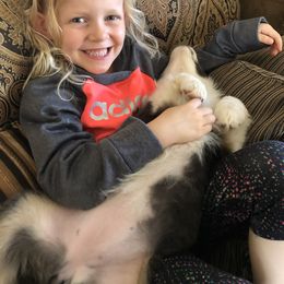 Australian Shepherd Puppies from Painted Blue Aussies