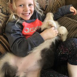 Australian Shepherd Puppies from Painted Blue Aussies