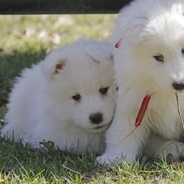 Samoyed Puppies from The Office Pups