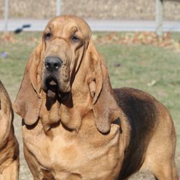 Faye - Bloodhound