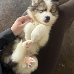 Hutch - male Nenets Herding Laika puppy in Rockwell, Texas from Tundra Fox laikas
