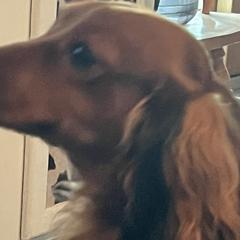 Dachshunds from BellBottoms Dachshunds