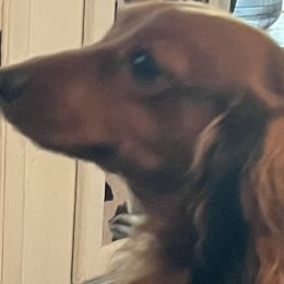 Dachshunds from BellBottoms Dachshunds