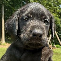 Liberty (yellow) - Black female Labrador Retriever puppy in Rockville, Indiana from Point to Point West