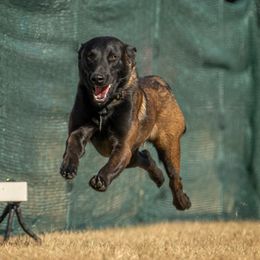 Zorro - Belgian Malinois