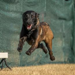 Zorro - Belgian Malinois
