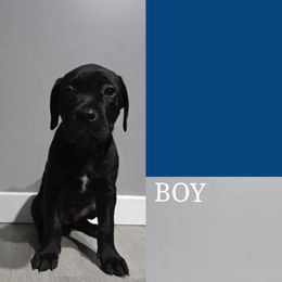 Cane Corso Puppies from Angel Ballard
