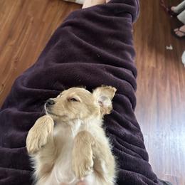 Toby - Apricot male Goldendoodle puppy in Waynesboro, Virginia from Forest Creek Kennel