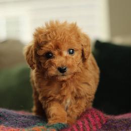 Sweet heart - Red  female Goldendoodle puppy in Eagle Mountain, Utah from Lady Paws Puppies