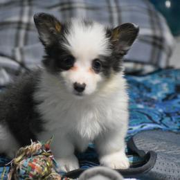Baby - fluffy - Gray and white female American Corgi puppy in Lithia, Florida from Diamondcrest Inc