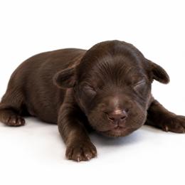 Green - Chocolate male Australian Labradoodle puppy in Springfield, Ohio from Dawson & Daryn's Royal Companions