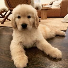 Golden Retriever Puppies from Briarcrest Golden Retrievers