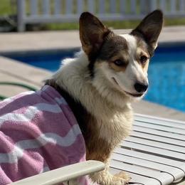 Pembroke Welsh Corgi puppies from Corgis Hawaii Pleasantstone Aloha Corgis