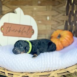 Green Collar - Phantom male Poodle puppy in Rome, Georgia from Victoria’s Designer Doodles