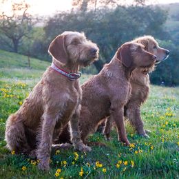 Wirehaired Vizslas from Salish Wirehaired Vizslas