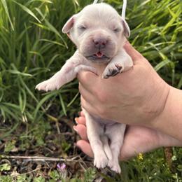 White girl - Light golden female Golden Retriever puppy in Pahrump, Nevada from Southern Nevada Goldens