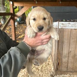 Male 4 - Light golden male Golden Retriever puppy in Rainier, Washington from Hanson’s NW Goldens & Doodles