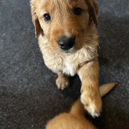 White - Golden male Golden Retriever puppy in Stratton, Colorado from Anam Cara Retrievers