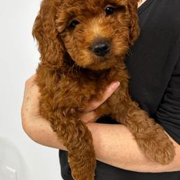 Marie - Red  female Goldendoodle puppy in Conklin, Michigan from Lake Michigan Couture Cavapoos & Cockapoos