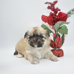 Mary- AKC - Black sabled fawn female Chihuahua puppy in Bulls Gap, Tennessee from Smokey Mountain Chihuahuas