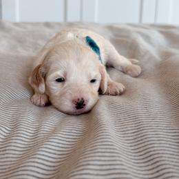 Ransomed - Blue collar boy - Parti male Goldendoodle puppy in Ruthorfordton, North Carolina from Duncan Doodles Goldendoodles