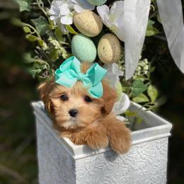 Phoebe - Apricot female Maltipoo puppy in Bellingham, Washington from My Sweet Poodles and Doodles