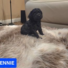 Dennie - Black male Poodle puppy in Hesperia, California from Sweetie Pie Poodles