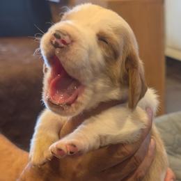 Caleb- Gray Collar - Red and white male Basset Hound puppy in Duchesne, Utah from HI Desert Hounds