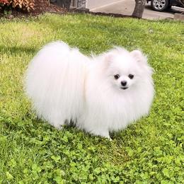 Elita - Pomeranian