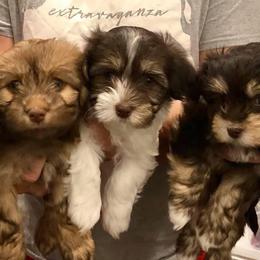 Havanese Puppies from Cloud 9 Havanese