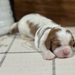 Frappe-Female - Blenheim female Cavalier King Charles Spaniel puppy in El Campo, Texas from Longhorn Cavaliers