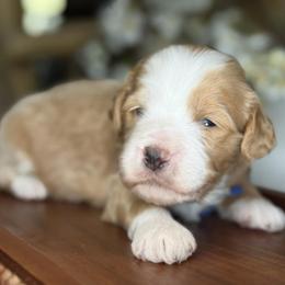 Bear - Blue boy - Brown and white male Bernedoodle puppy in Yuciapa, California from AlltheDoodlez_