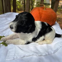 Dottie - Merle female Labradoodle puppy in Watertown, Tennessee from PawfectBud