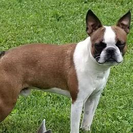 Ivan - Boston Terrier