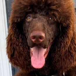 Poodles and Yorkshire Terriers from Taste Of Flavor LLC