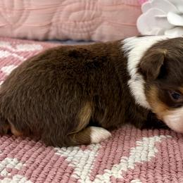 Miniature Australian Shepherd and Toy Australian Shepherd Puppies from Tonia Johnson's Toy and Miniature Australian Shepherds