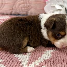 Miniature Australian Shepherd and Toy Australian Shepherd Puppies from Tonia Johnson's Toy and Miniature Australian Shepherds