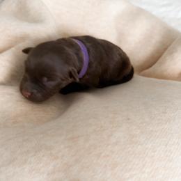 Elsa - Red tri female Miniature Australian Shepherd puppy in Pollok, Texas from Pineywoods Pups