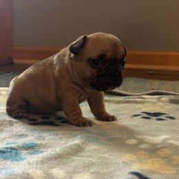 French Bulldog Puppies from Frenchie Kingdom