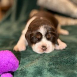 Purple girl - Liver white and tan female English Springer Spaniel puppy in Cleburne, Texas from Powers English Springer Spaniels