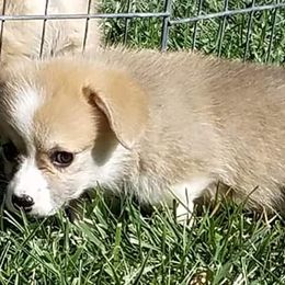Pembroke Welsh Corgi Puppies from Iron Moss Ranch