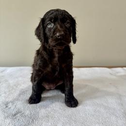 Boykin Spaniel Puppies from TNT Kennels