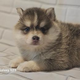 Luke - Blue male Pomsky puppy in Stover, Missouri from Lx2 County Line Pomskies