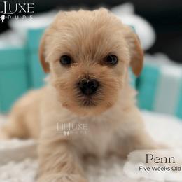 Penn - Gold male Shorkie puppy in Scottsdale, Arizona from Lil Luxe Pups