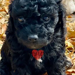 Aussiedoodle, Bernedoodle, Cockapoo, and Goldendoodle Puppies from Puppy Love Doodles