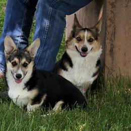 Pembroke Welsh Corgis from Michele's Corgis
